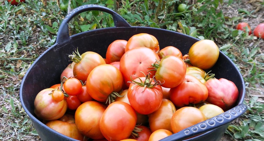 tomates recién recogidos