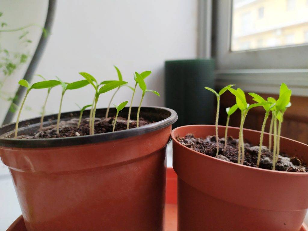 Respetuoso Puno sitio Cómo cultivar tomates en casa. Guía paso a paso