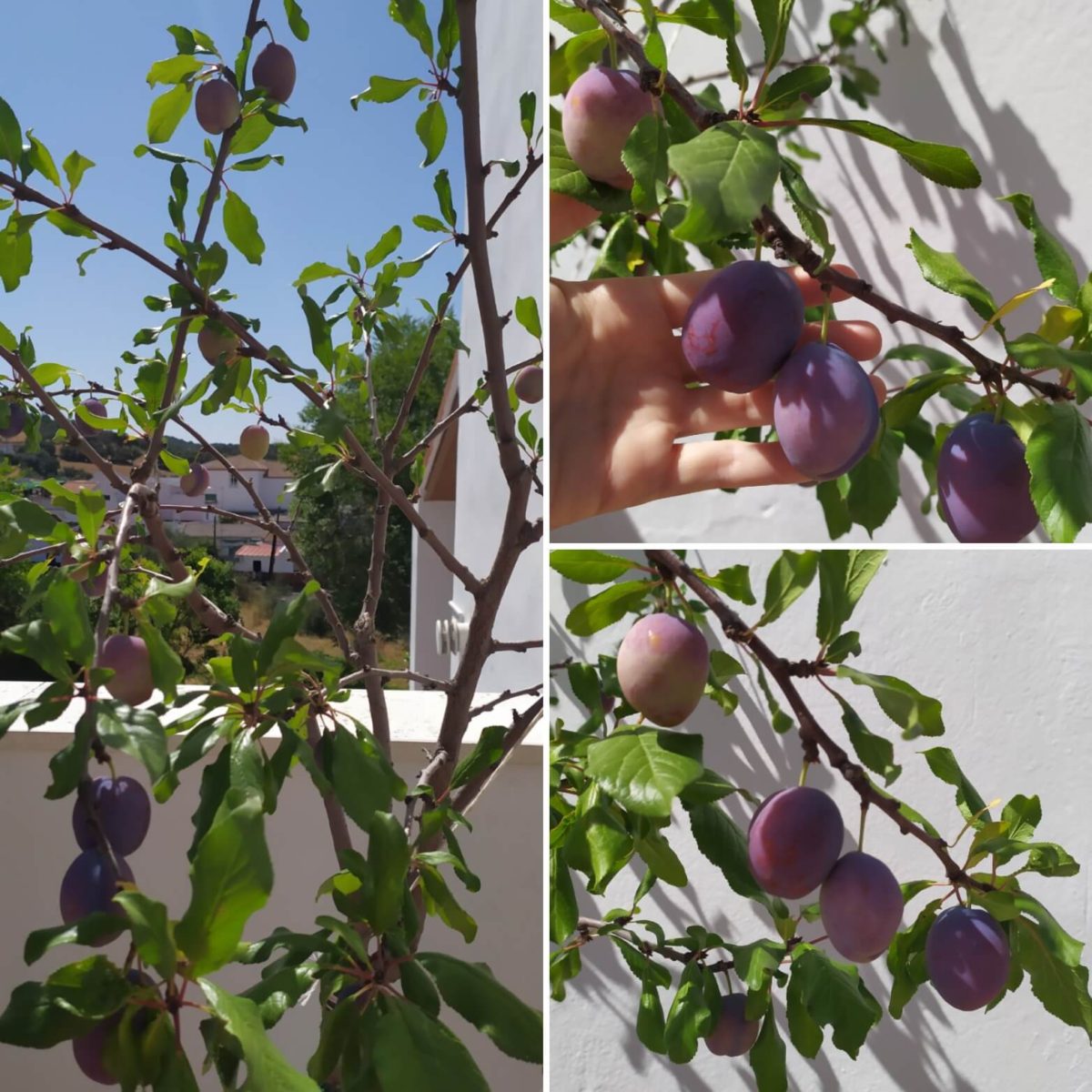 Árboles frutales en maceta: cuidados y trucos