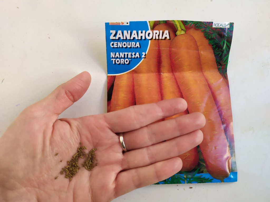 semillas de zanahoria