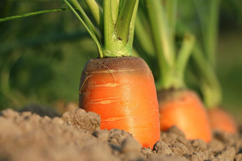 Comprobar si la zanahoria está lista para cosechar