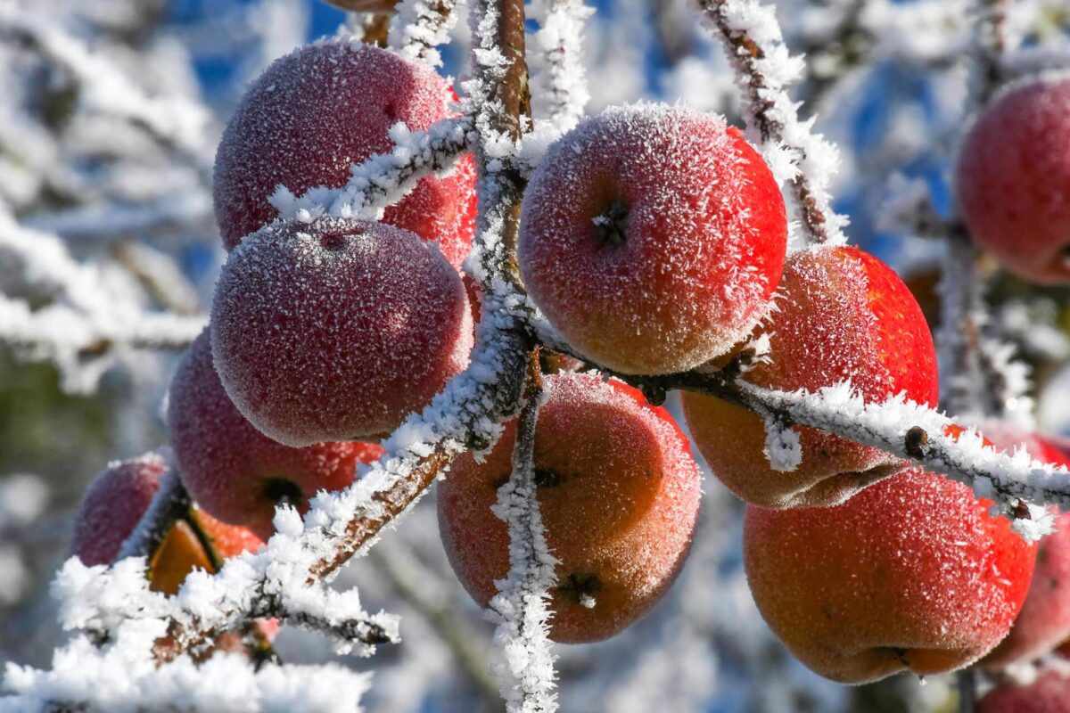 Manzanas con nieve