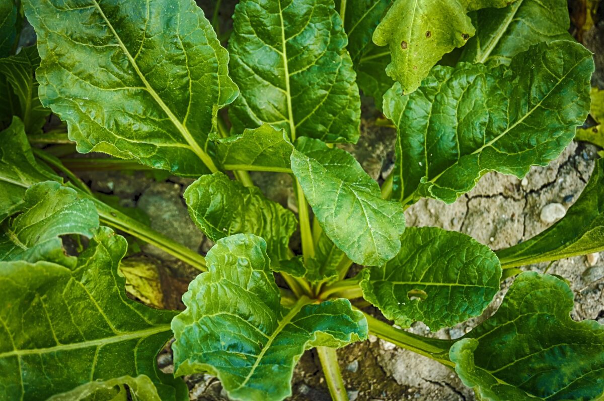¡Especial espinacas! Consejos para cultivar espinacas fácilmente en casa y beneficiarte de sus propiedades